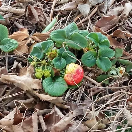 Vale & Frans 모노폴리