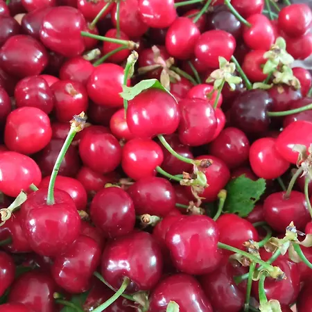 Vale & Frans Monopoli